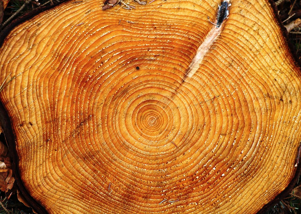 Cross-section of a cut tree stump showing dozens of concentric annual growth rings, the outer rings enclosing far more area than the inner ones
